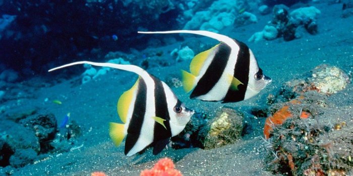 1366x768 Marine Life Wallpapers