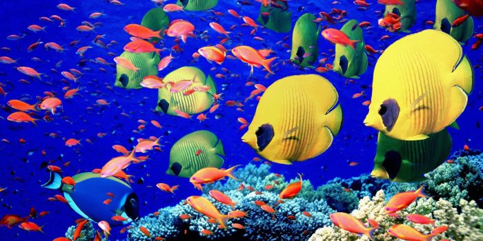 1600x1200 Marine Life - Sea Life Wallpaper (7591156) - Fanpop