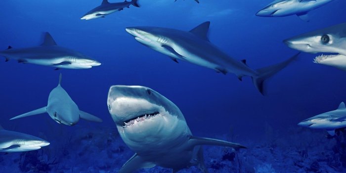 1600x1200 Marine Life - Sea Life Wallpaper (7591175) - Fanpop