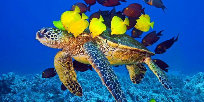 1920x1200 Marine Life Wallpapers - Top Free Marine Life Backgrounds