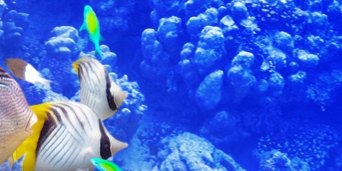 1080x1920 iPhone Wallpaper | Coral reef fish, Marine biology, Underwater
