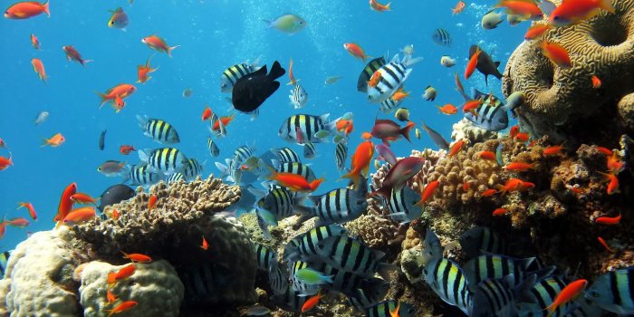 1920x1080 Marine Life Wallpapers (Mostly 1920x1080) - Album on Imgur