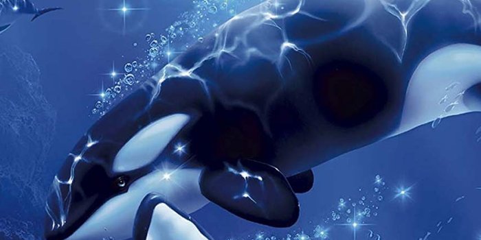 854x1590 iPhone Wallpaper | Dolphin, Marine mammal, Killer whale, Cetacea