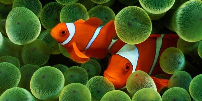 1024x1024 Clown Fish iPad Wallpaper | Click on the 