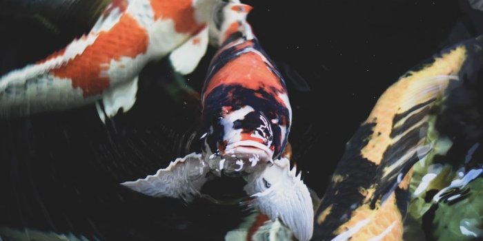 1000x1540 500+ Marine Life Pictures | Download Free Images on Unsplash