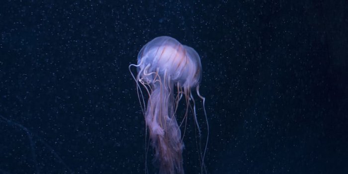 910x1363 HD wallpaper: purple box jellyfish, underwater, sea, oceanlife