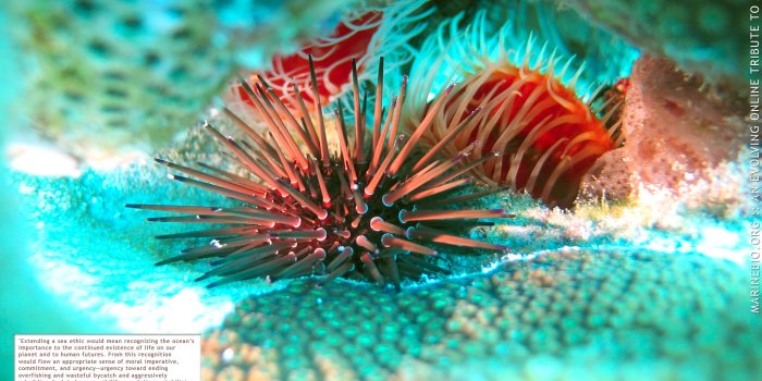 1600x1200 Marine Life Wallpaper #CQVEF12 (1600x1200) - Picserio.com