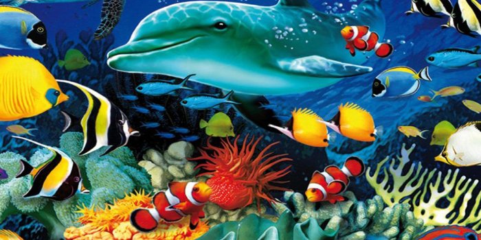 1600x1200 Ocean Underwater World Marine Life Dolphin Sea Turtle Colorful