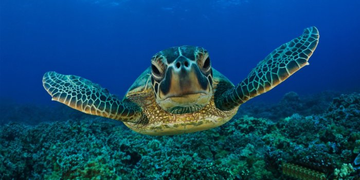 1920x1200 65+ Marine Life Wallpapers on WallpaperPlay
