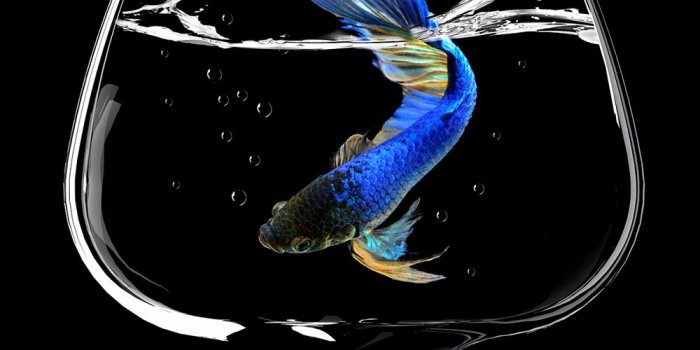 1000x1000 Photo Wallpaper Betta Fish Dance - Marine Biology - 1000x1000