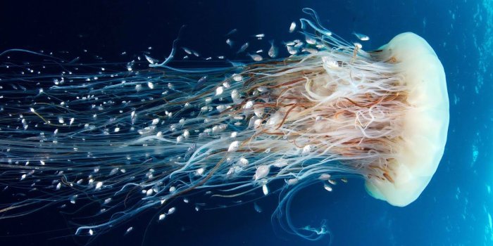1280x720 Download Beautiful And Amazing Aquatic Life Wallpapers. UHD 4k