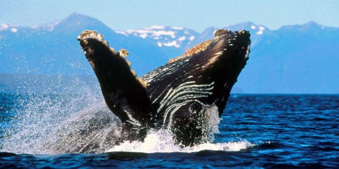 1680x1050 Free Wallpaper - Free Animal wallpaper - Marine life 1 wallpaper