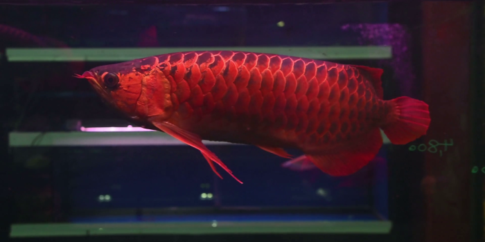 1920x1080 4k Fish Arowana Float And Swim Showing It Beautiful - Marine