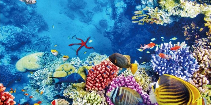 1428x972 Amazon.com : CSFOTO 10x7ft Background Underwater World Marine Life