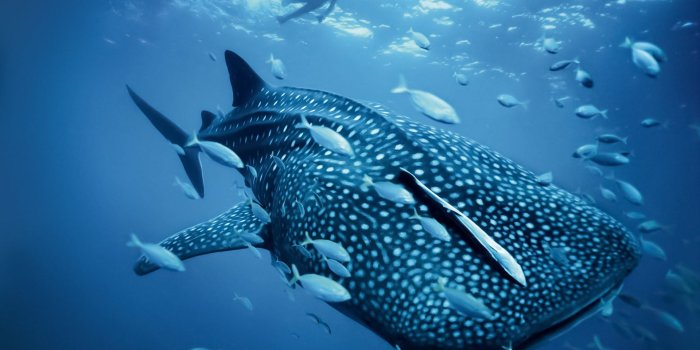 1920x1200 Purdue Marine Biology Club