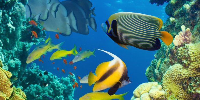 3840x2400 Ocean, Marine Life, Coral, Colorful Tropical Fish Wallpaper