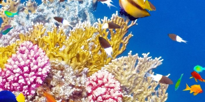 1080x1920 iPhone Wallpaper | Coral reef, Coral reef fish, Underwater, Marine
