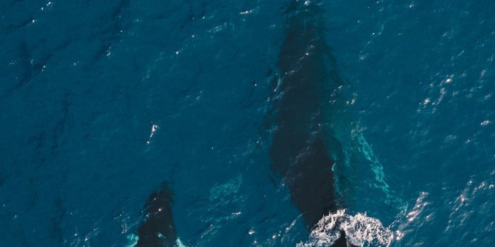 1000x1778 100+ Whale Pictures | Download Free Images on Unsplash
