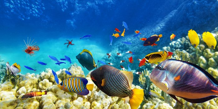 3840x2160 school of fish #fish coral reef #ecosystem marine biology coral