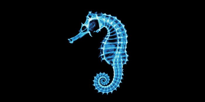 1920x1080 Marine Life HD Wallpaper | Background Image | 1920x1080 | ID
