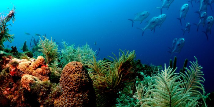 3350x2237 Desktop Wallpaper: The spectacle of underwater photography