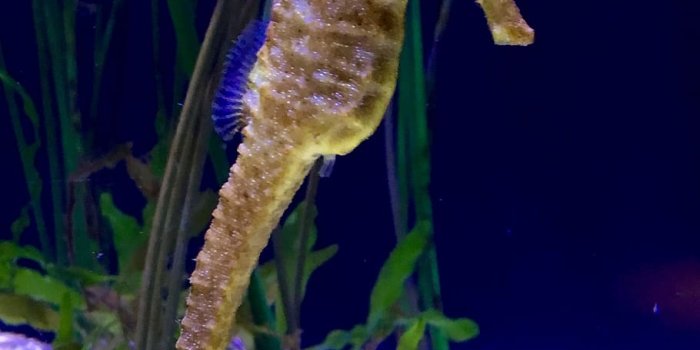 910x1213 HD wallpaper: grey and yellow seahorse, sea horse, aquarium