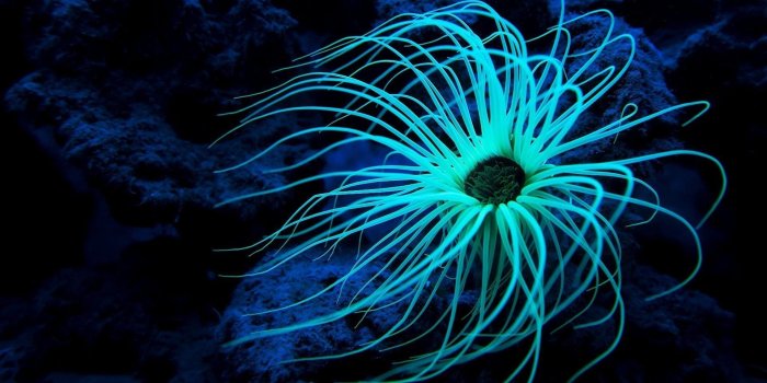 1920x1080 Deep Sea Wallpapers ·① WallpaperTag