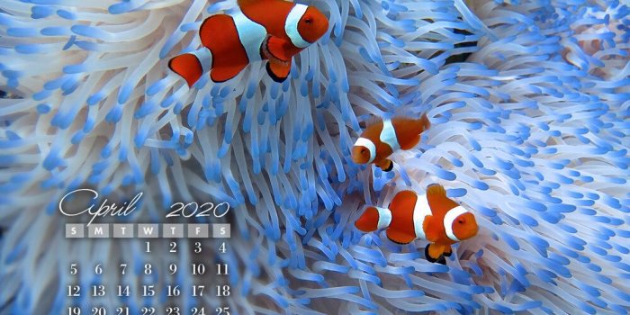 1000x800 Calendar Wallpapers — Delaware Sea Grant