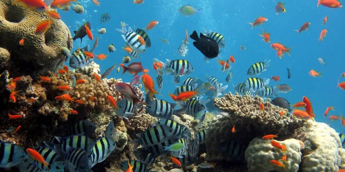 1600x1000 23132 sea life wallpaper for desktop