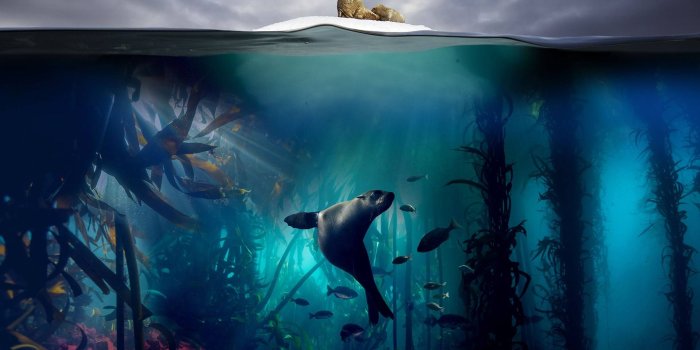 1920x1280 Blue Planet 2 - incredible pictures from the BBC1 series | CN
