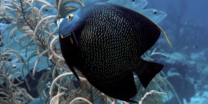 1920x1080 Marine Biology, Guppy, Underwater, Coral Reef Fish, - Beautiful