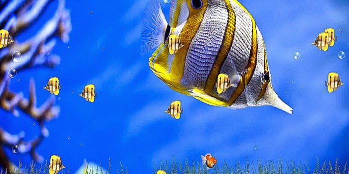 1228x854 Best Free HD Wallpaper: 3D Sea Life Screensaver Wallpaper
