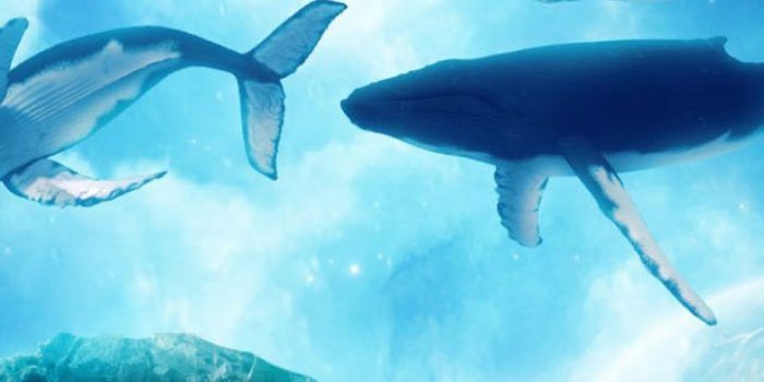 720x1280 iPhone Wallpaper | Underwater, Marine biology, Fin, Marine mammal