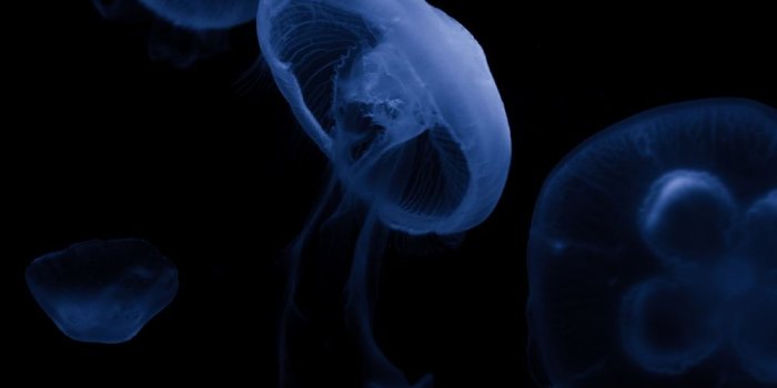 1000x1498 500+ Marine Life Pictures | Download Free Images on Unsplash