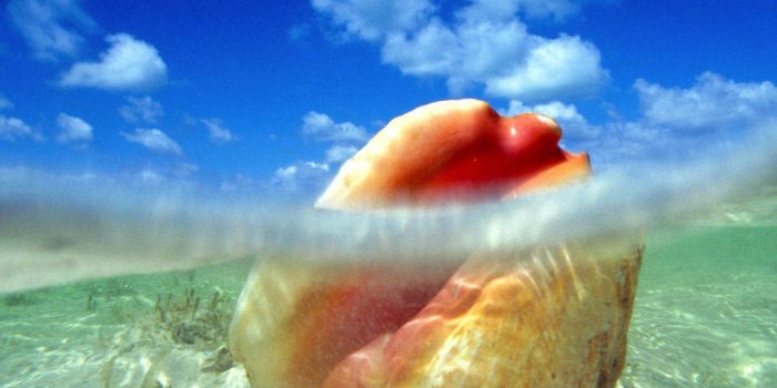 1600x1200 Marine Life Wallpapers - Beautiful Pic Of The Bahamas - 1600x1200