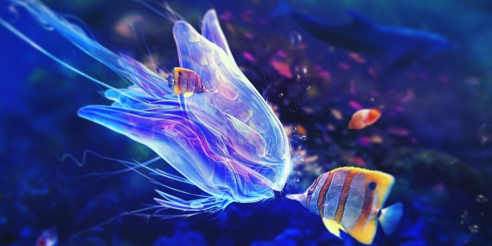 1900x1200 Ocean Life Hd Images Fish Hd Wallpapers Widescreen (#1932480) - HD