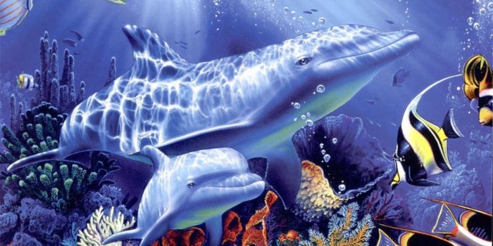 1920x1080 Marine life - Android wallpapers