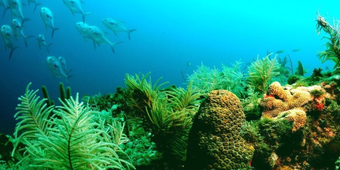 1366x768 Marine Life Wallpapers - Top Free Marine Life Backgrounds