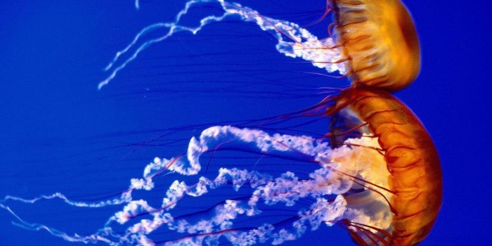 1600x1200 Marine Life Wallpapers
