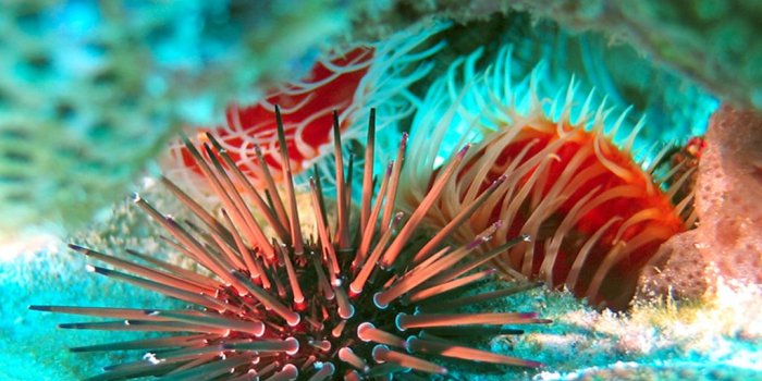 1024x768 Free download Marine Bio 5 Ocean Life 1024x768 Deluxe Wallpaper