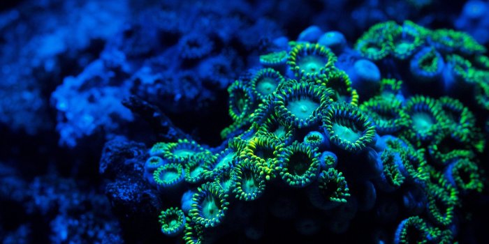3840x2160 Wallpaper Coral, 5k, 4k wallpaper, 8k, zoanthids, underwater