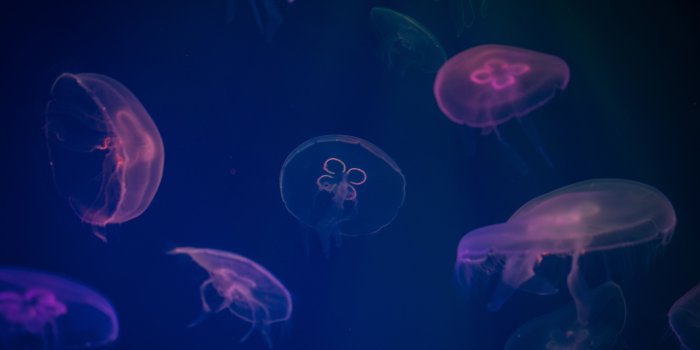 6361x4744 Jellyfish Digital Wallpaper · Free Stock Photo