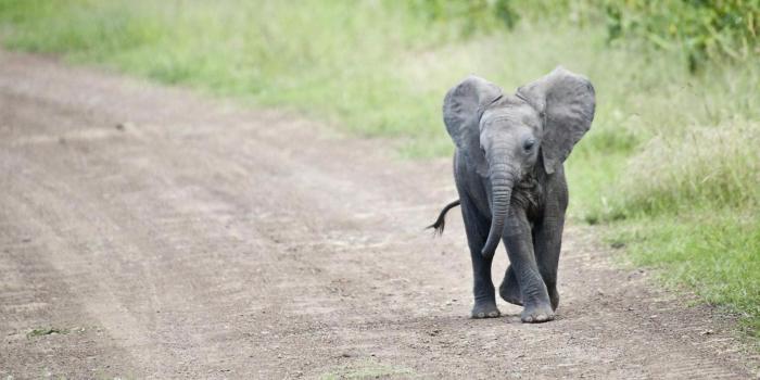 3840x2160 Cute Elephant Wallpaper Free | Elephant wallpaper, Baby elephant