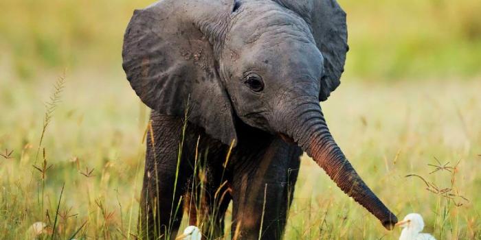1200x960 47+] Free Baby Elephant Wallpaper on WallpaperSafari