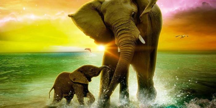 1300x908 Cute Baby Elephant With Mother Elephant Nice Wallpapers- The