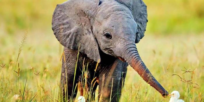 1024x819 Best 33+ Baby Elephant Desktop Backgrounds on HipWallpaper | Funny