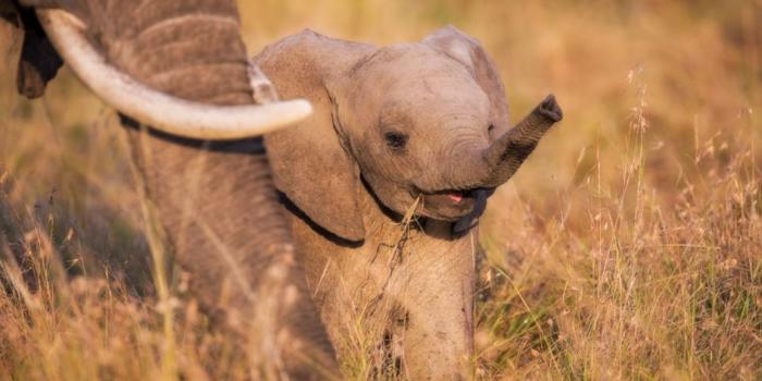 1155x770 Cute Baby Elephant Wallpaper - Elephant - 1155x770 Wallpaper