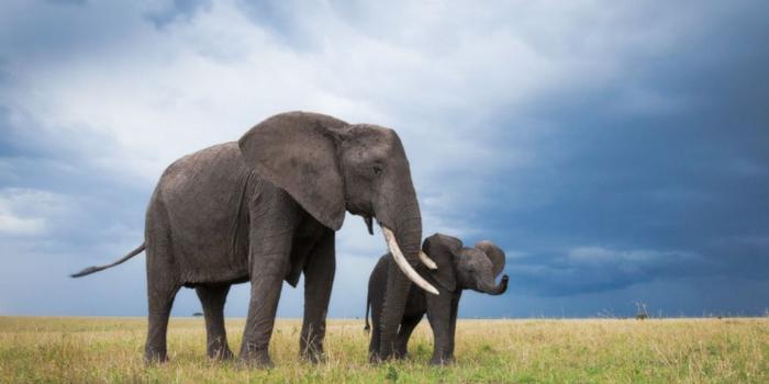 1155x770 Free download Cute Elephant Babies Photo 8 BestePics [1155x770