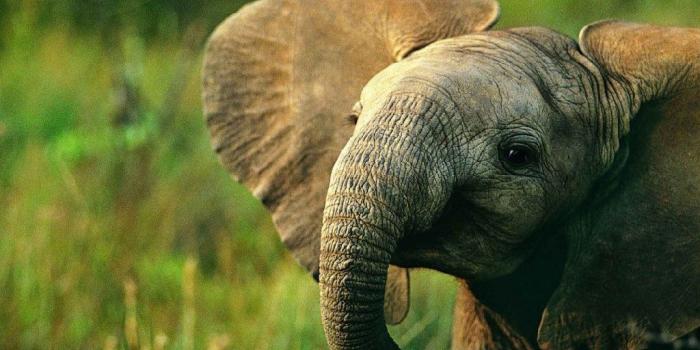 1024x910 Download Baby Elephant Hd Wallpapers For Desktop - Elephant Baby