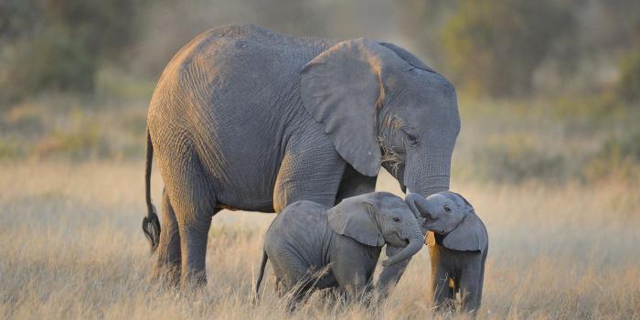2048x1407 30+ Cute & Funny Baby Elephant Images That Will Brighten Up Your